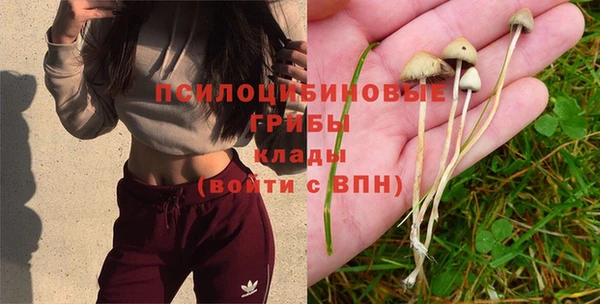 трава Белокуриха