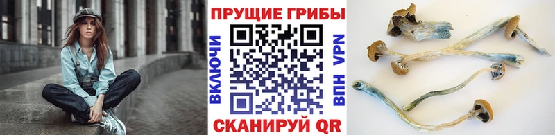сколько стоит Курчатов Псилоцибиновые грибы Cubensis